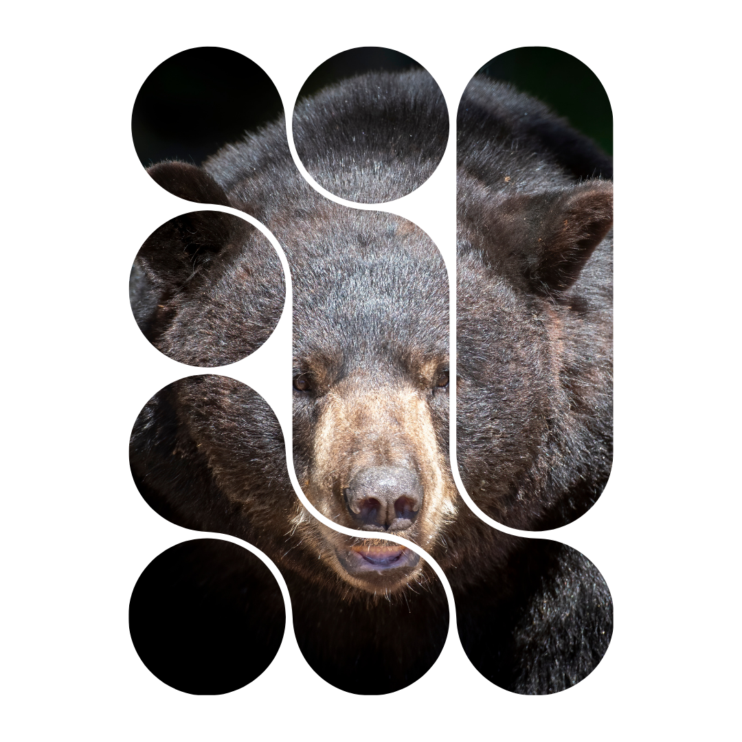 Black Bear Donation