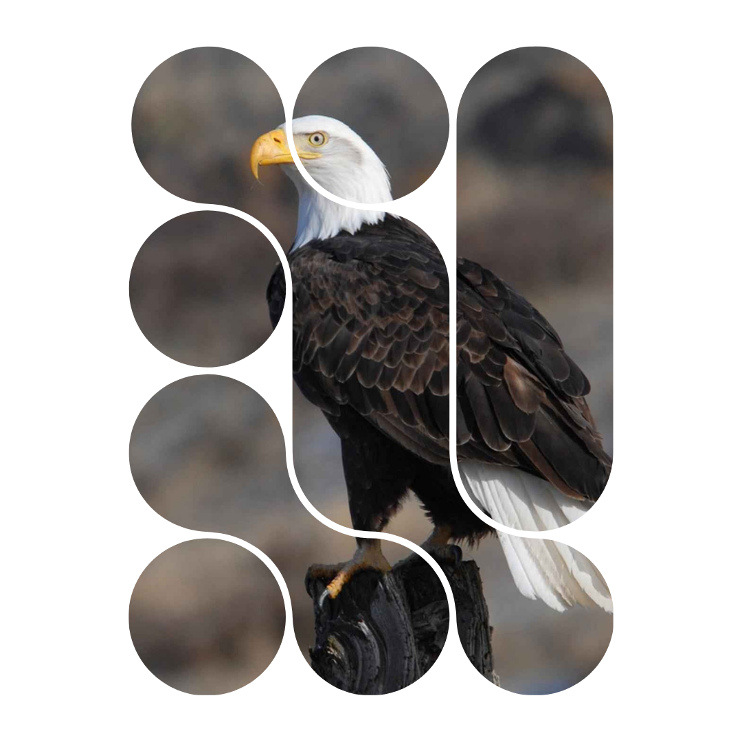 Eagle Donation