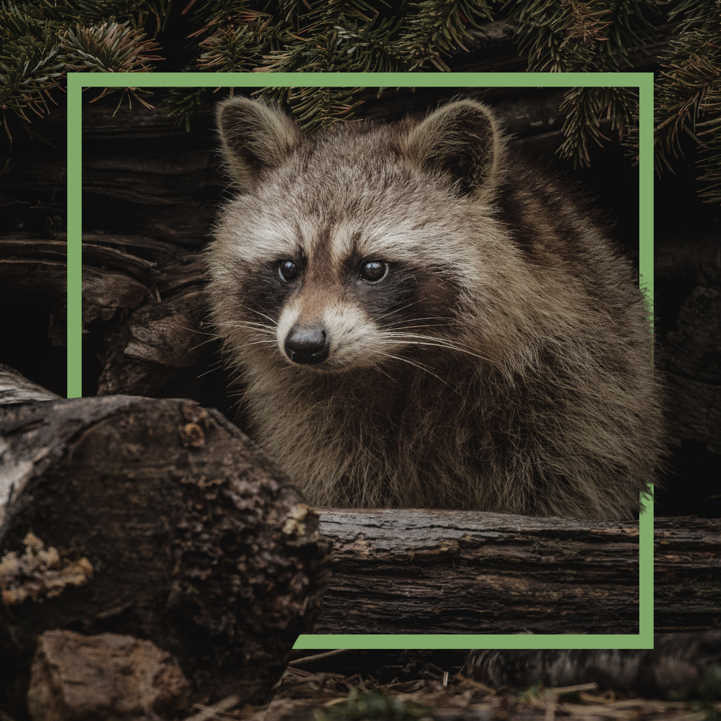 Raccoon Donation