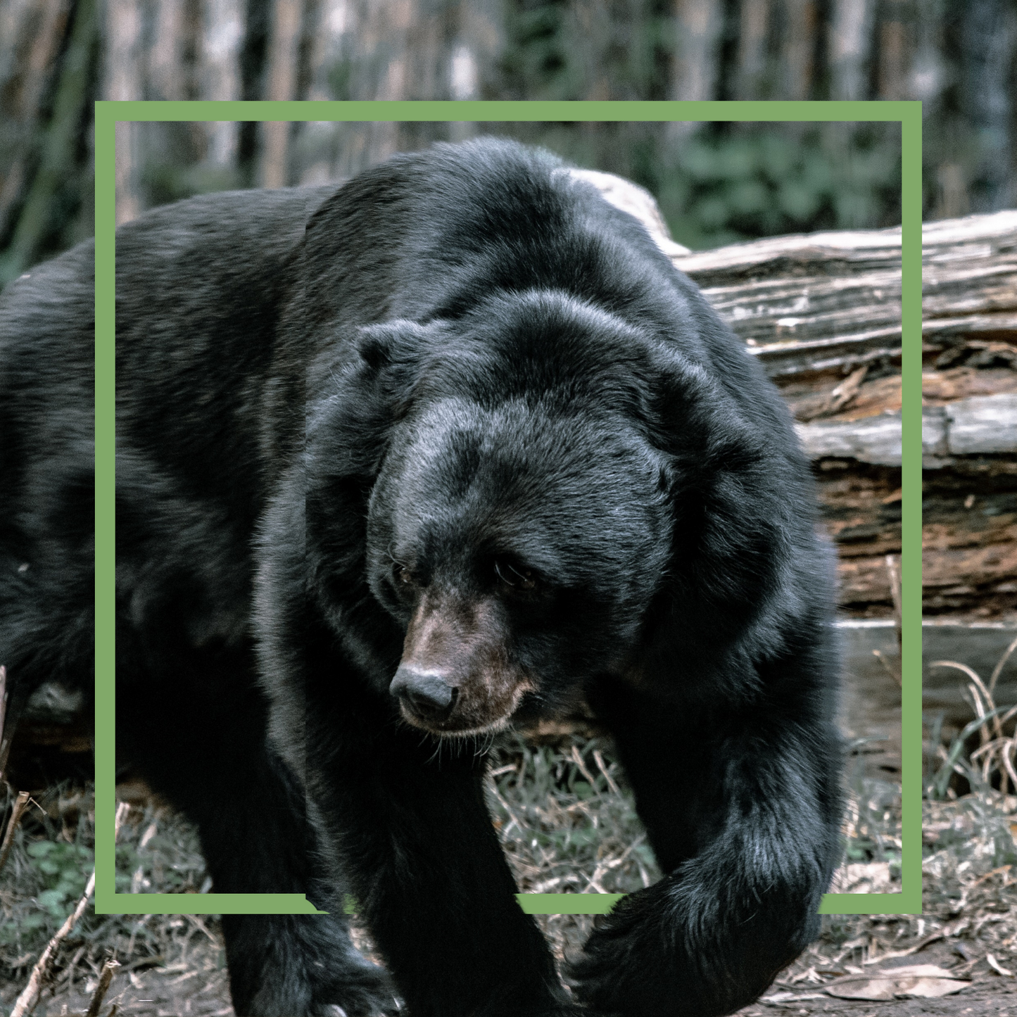 Black Bear Donation