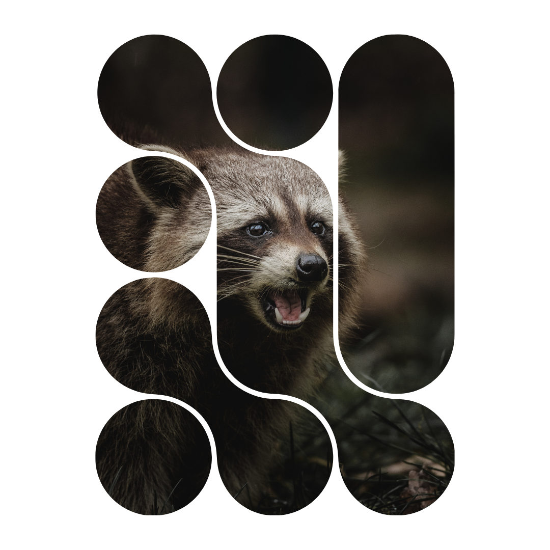 Raccoon Donation